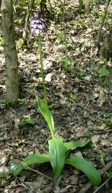 Orchis purpurea